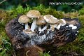 Asterophora lycoperdoides-amf1355